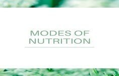 autotrophic nutrition