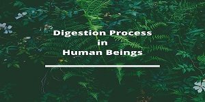 digestion process