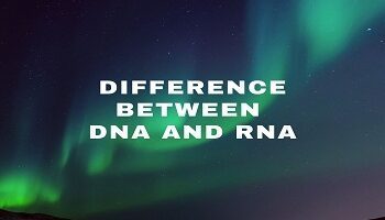 Difference between DNA and RNA