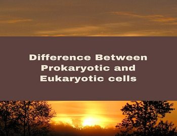 Difference between prokaryotic and eukaryotic cells