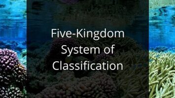 Five-Kingdom System of Classification