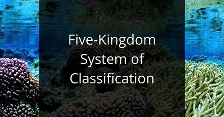 Five-Kingdom System of Classification