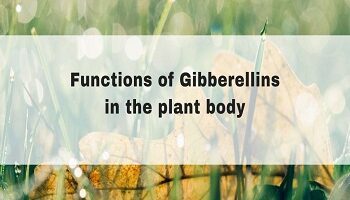 Functions of Gibberellins in the plant body