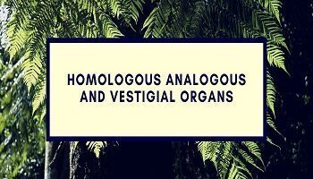 Homologous Analogous And Vestigial Organs