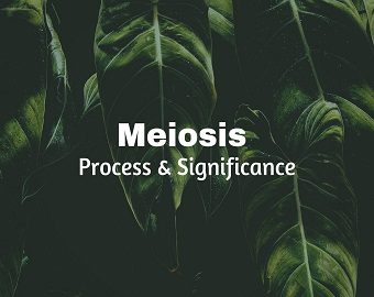 Meiosis (Reductional Cell Divison)- Process and Significance