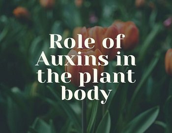 Role of Auxins in the plant body