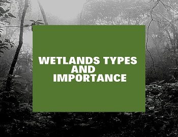 Wetlands types and importance
