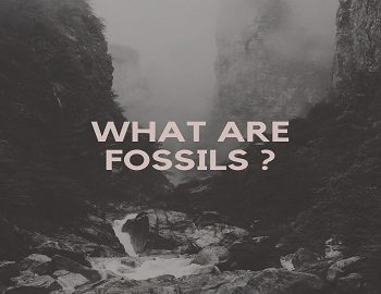 What are fossils