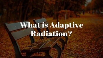 What is Adaptive Radiation