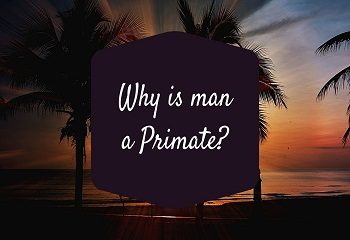 Why is man a Primate