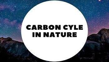 carbon cycle in environment