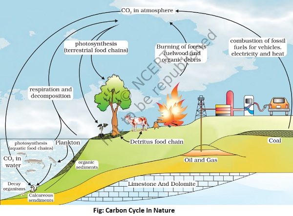 carbon cycle in nature