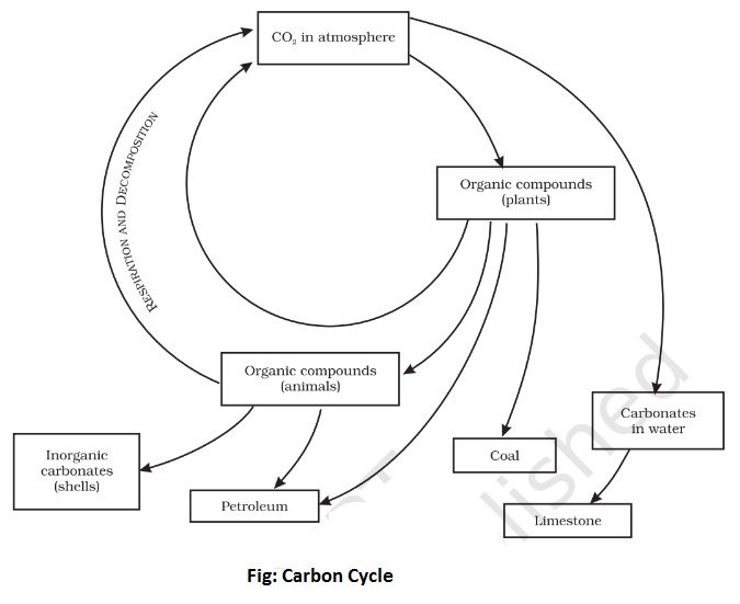Carbon cycle line diagram