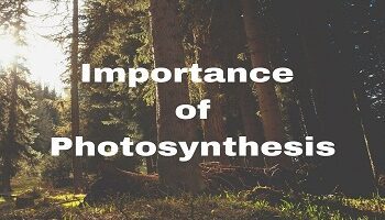 importance of photosynthesis