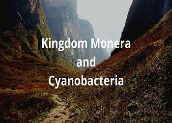 kingdom Monera and Cyanobacteria