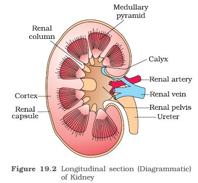 longitunal section of kidney