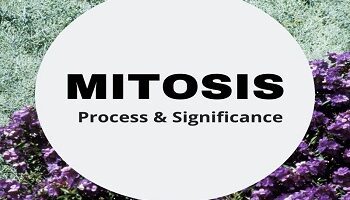 Mitosis process and significance