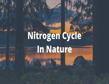 nitrogen cycle in environment