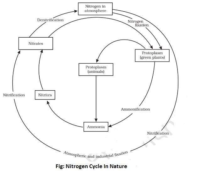 nitrogen cycle in nature