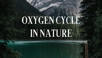 oxygen cycle in environment