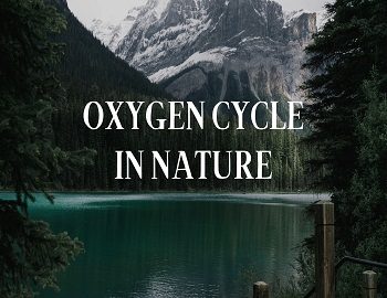 oxygen cycle in environment