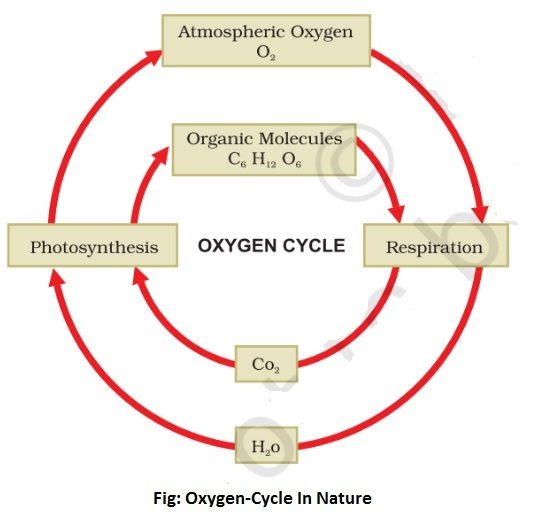 oxygen cycle in nature