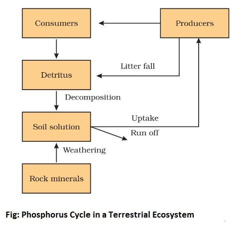 phosphorus cycle in a terrestrial ecosystem