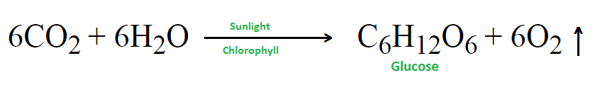 photosynthesis reaction