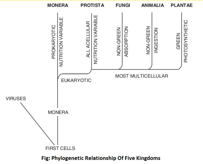 phylogenetic relationship of five kingdoms