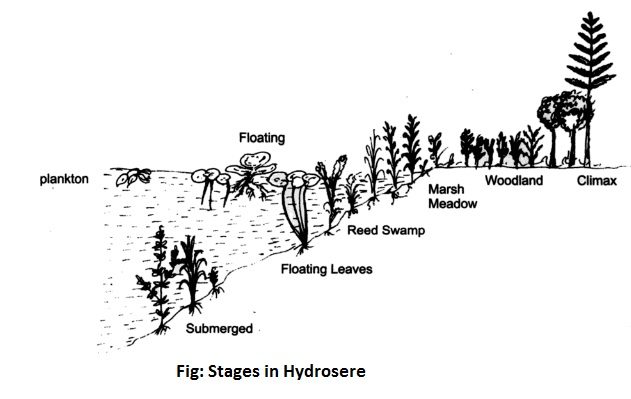 stages in hydrosere
