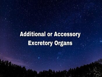 Additional or Accessory Excretory Organs