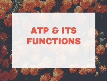 Adenosine Triphosphate