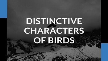 Distinctive Characters Of Birds