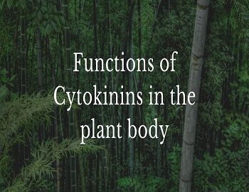 Functions of Cytokinins in the plant body
