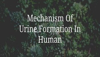 Mechanism Of Urine Formation In Human