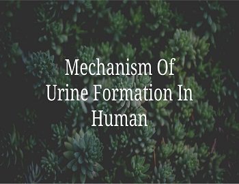 Mechanism Of Urine Formation In Human