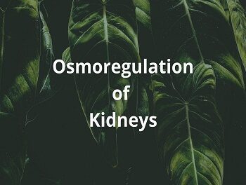 Osmoregulation of Kidneys