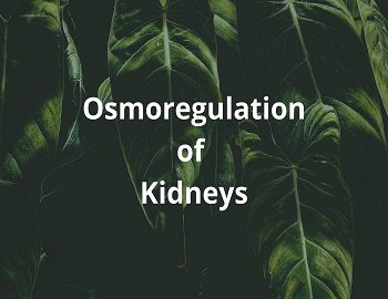 Osmoregulation of Kidneys