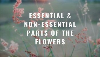 Essential and Non-essential Parts of the Flowers