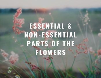 Essential and Non-essential Parts of the Flowers