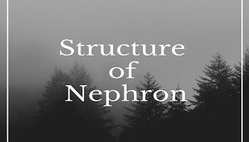 Structure of Nephron