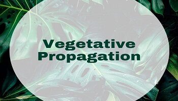 Vegetative Propagation