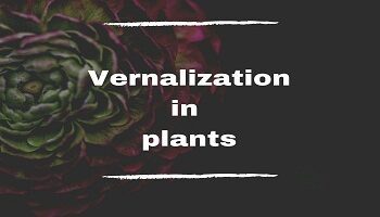 What is vernalization in plants