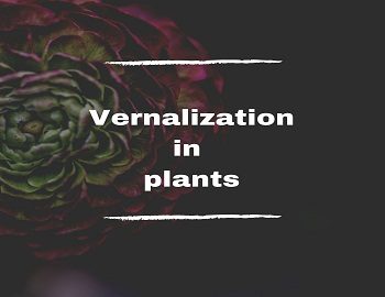 What is vernalization in plants