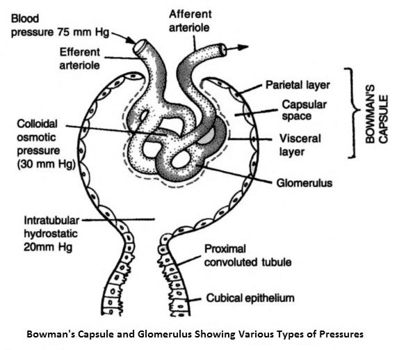 glomerulus showing pressures