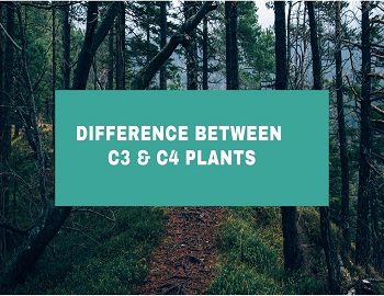 Difference Between C3 Plants And C4 Plants
