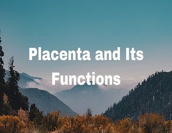 placenta and its function
