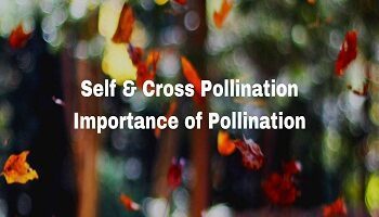 pollination types and importance