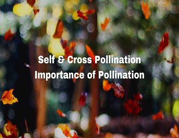 pollination types and importance
