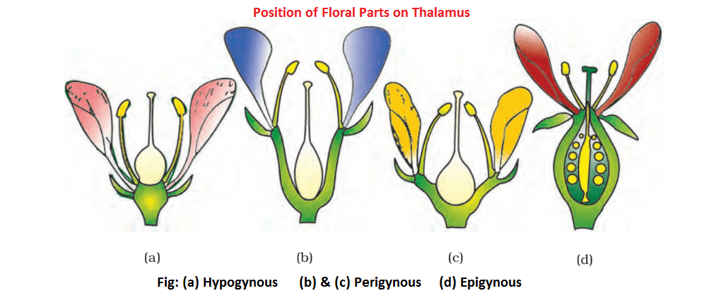 position of floral parts on thalamus